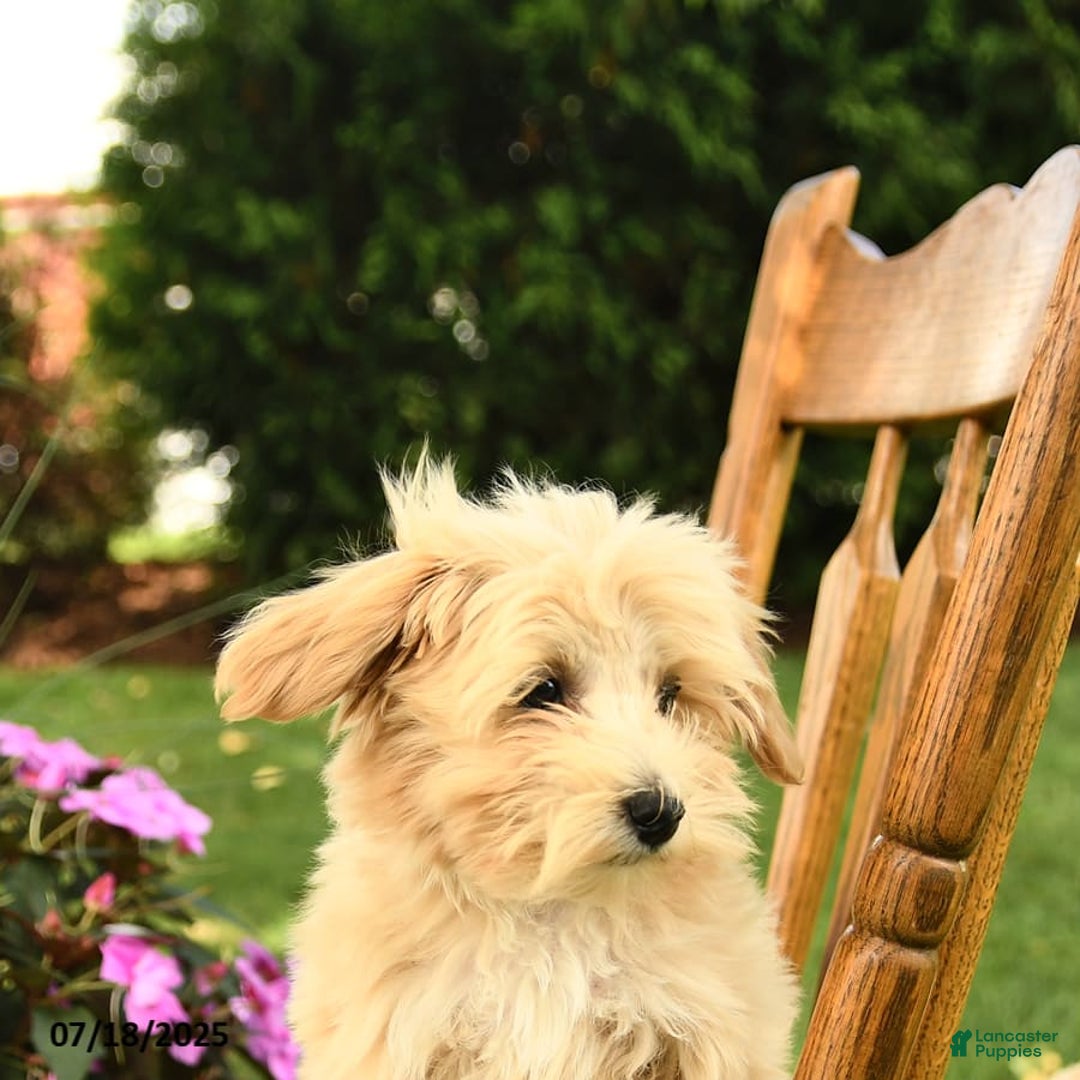 Maltipoo dogs for sale: Muddles - Image 2