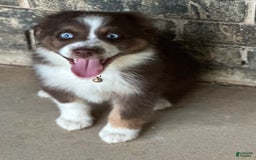 Australian Shepherd dogs for sale: Kenny - Image 3
