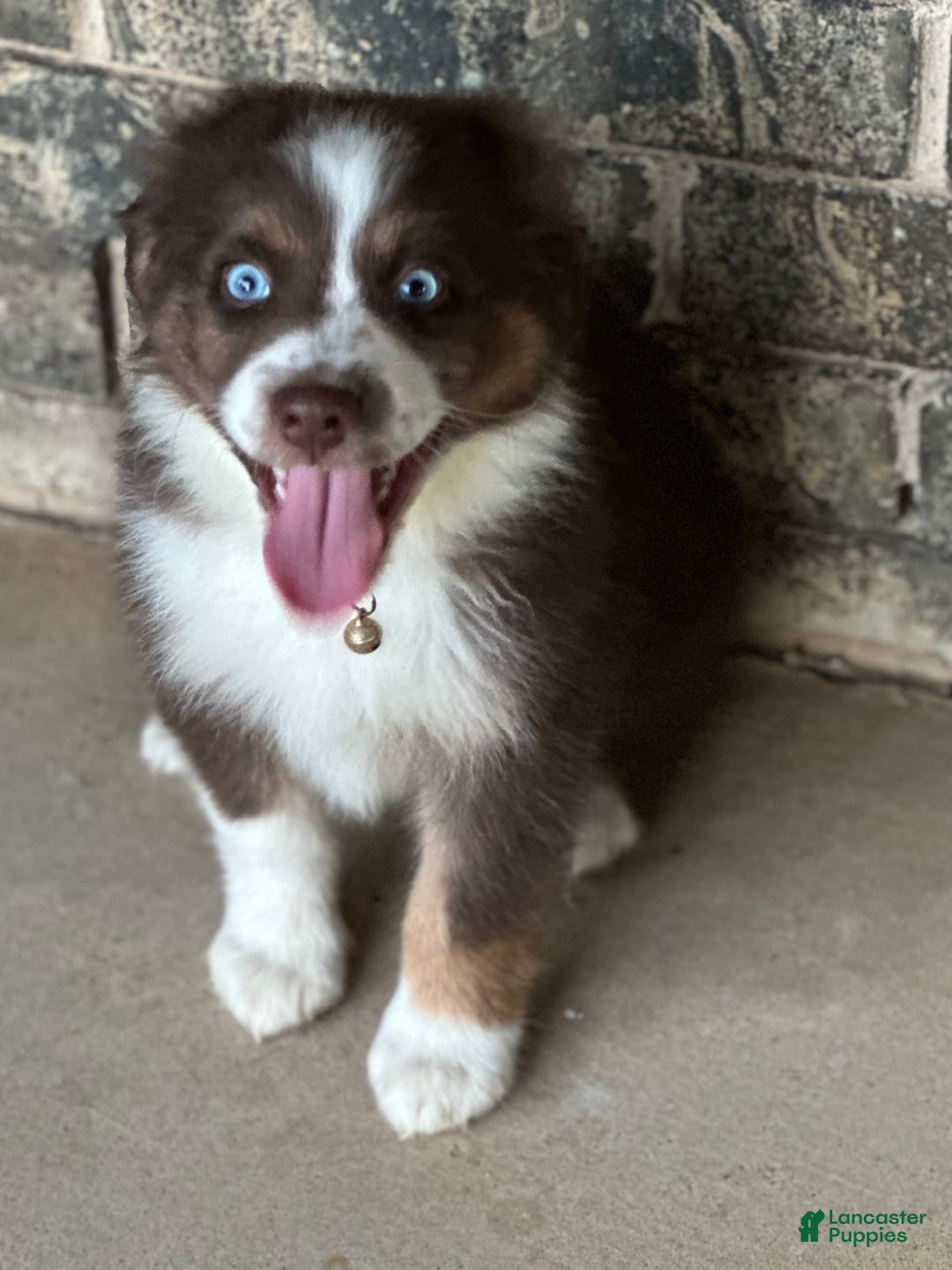 Australian Shepherd dogs for sale: Kenny - Image 3