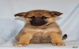German Shepherd dogs for sale: Tiny - Image 1