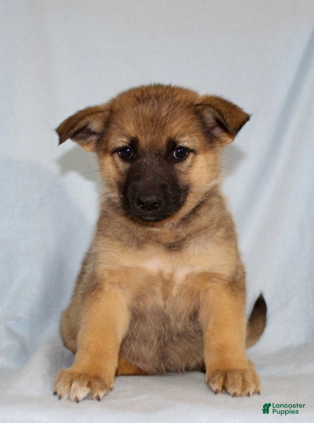 German Shepherd dogs for sale: Tiny - Image 1