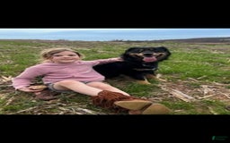 Labradoodle dogs for sale: Green Collar Girl Lil Pokey - Image 9