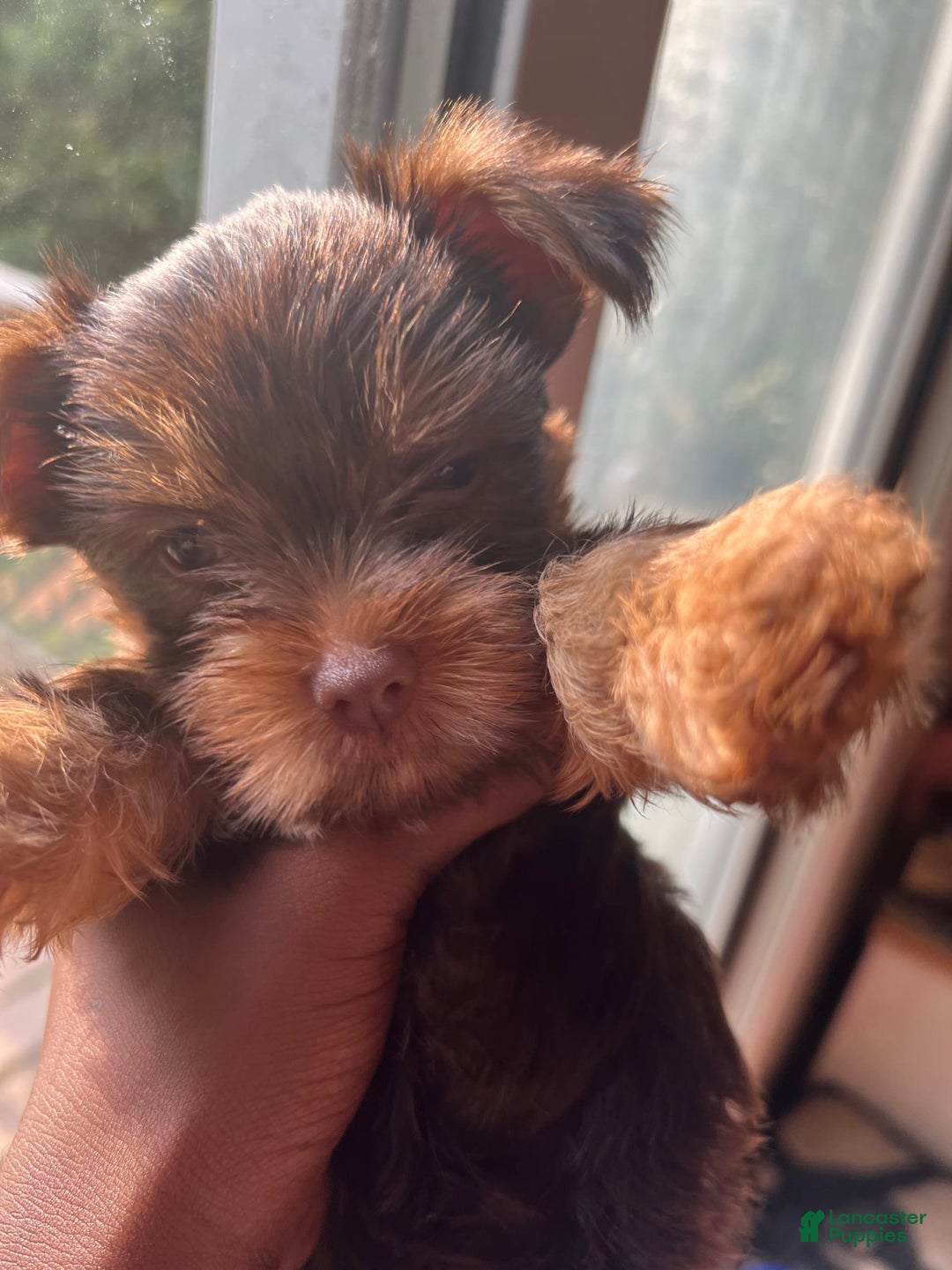 Yorkshire Terrier dogs for sale: Ella - Image 5