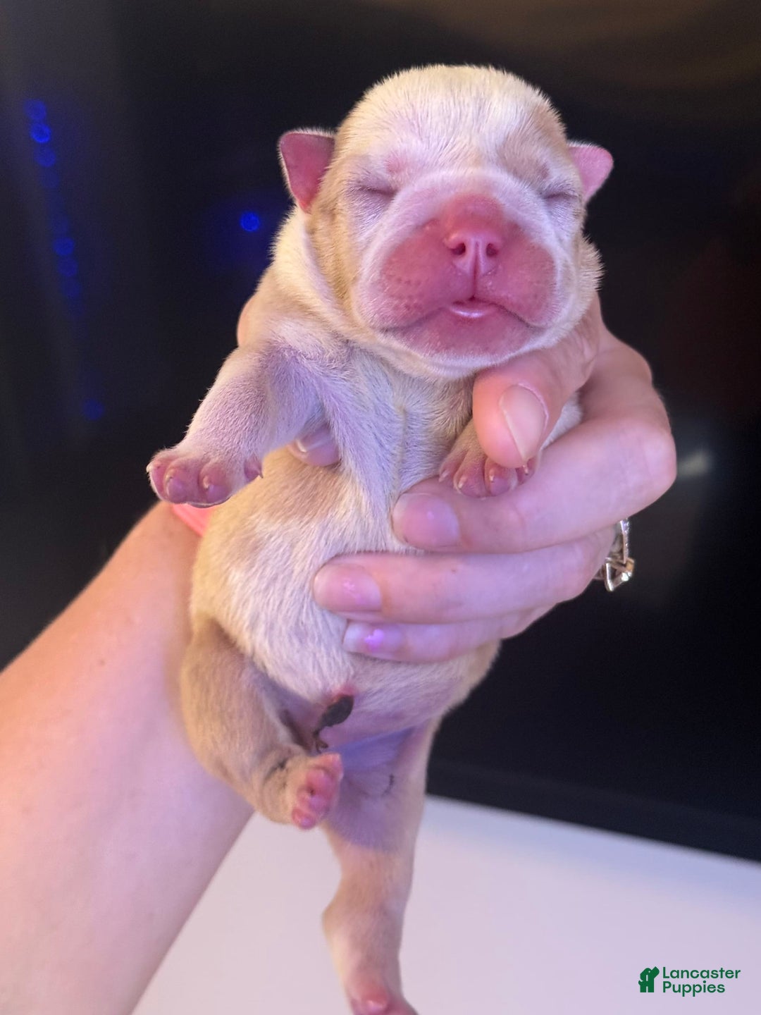 Olde English Bulldogge dogs for stud: Ivy - Image 4