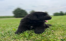 Newfoundland dogs for sale: Dahlia - Image 10