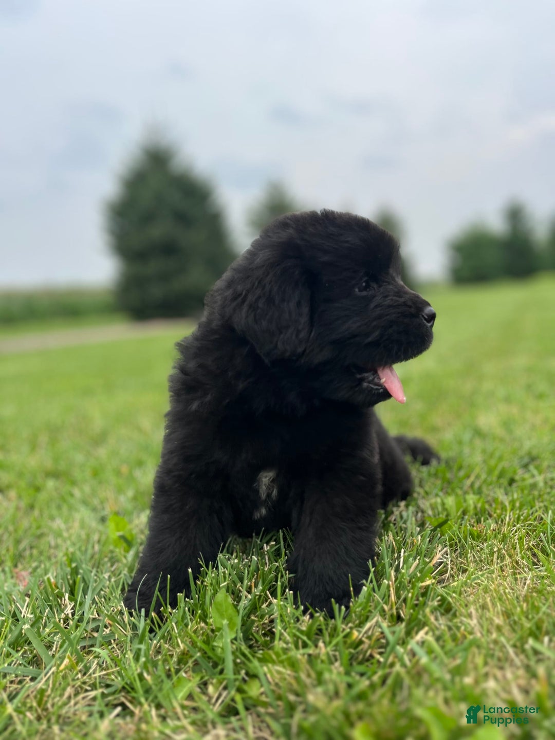 Newfoundland dogs for sale: Dahlia - Image 10