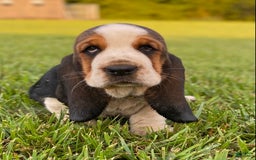 Basset Hound dogs for sale: Isabelle - Image 16