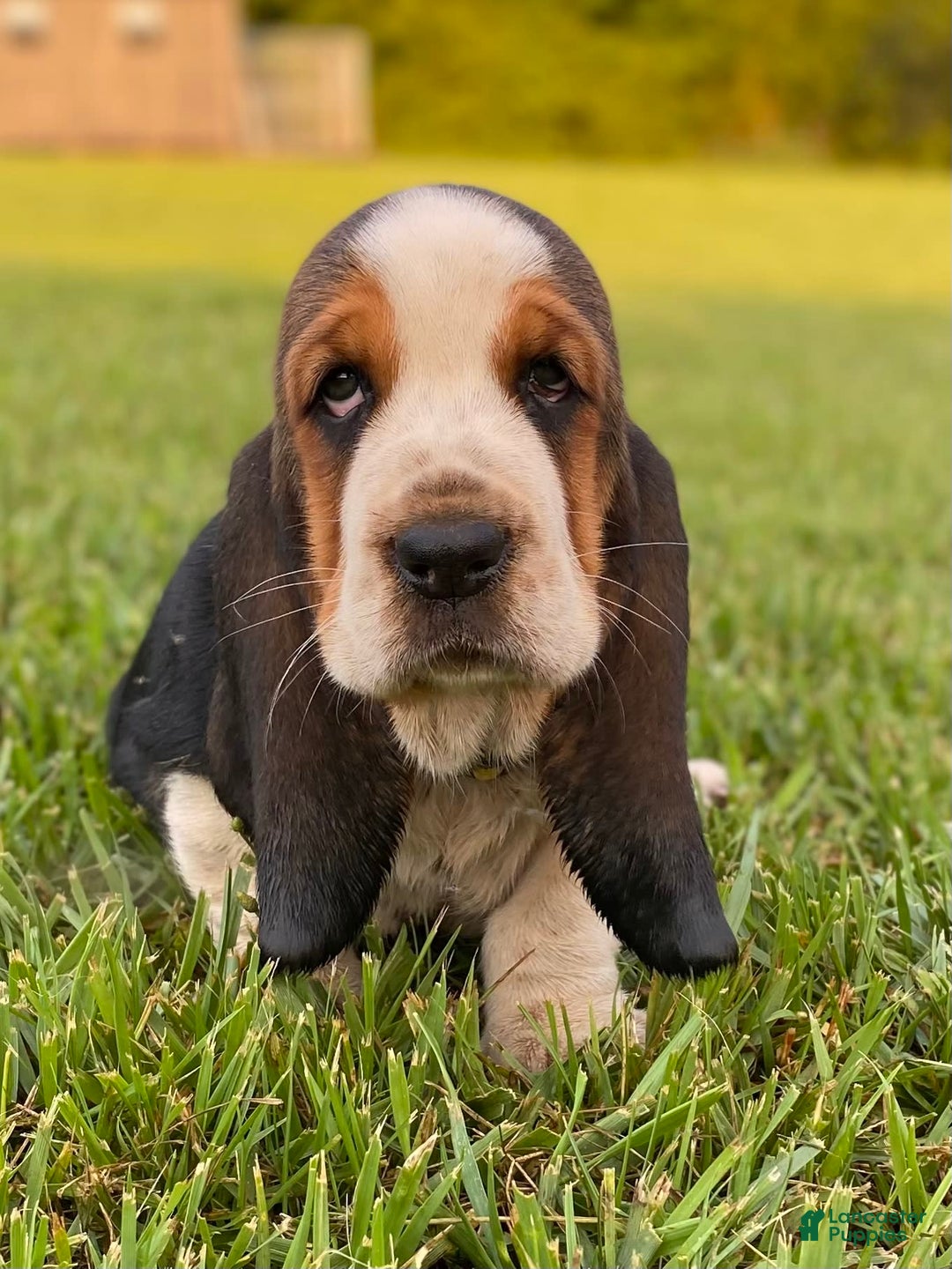 Basset Hound dogs for sale: Isabelle - Image 16
