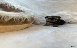 Morkie dogs for sale: Tiny Tim - Image 3