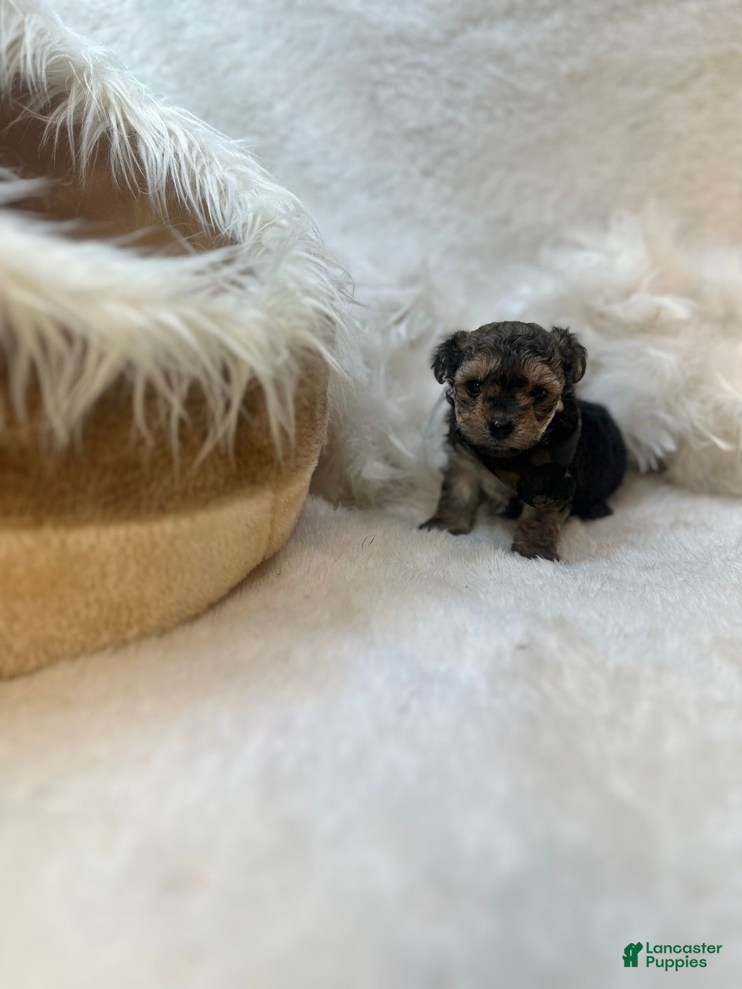 Morkie dogs for sale: Tiny Tim - Image 3