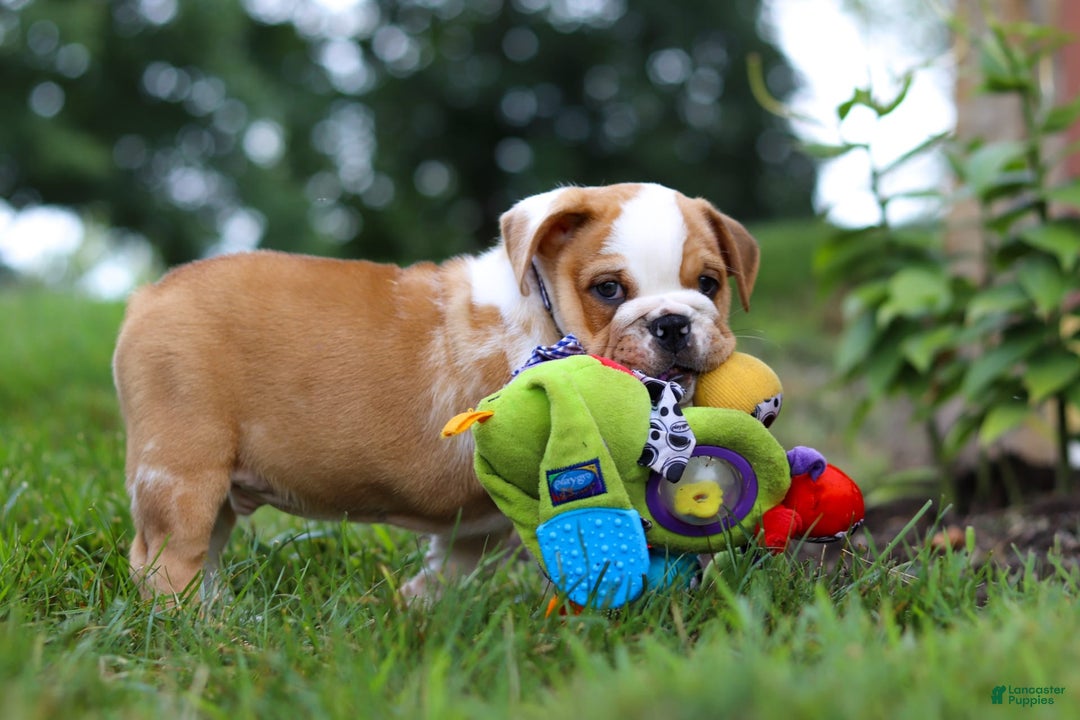 Beabull dogs for sale: Odell - Image 7