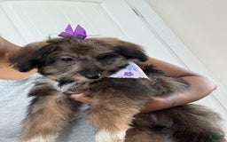 Chipoo dogs for sale: Onyx - Image 1