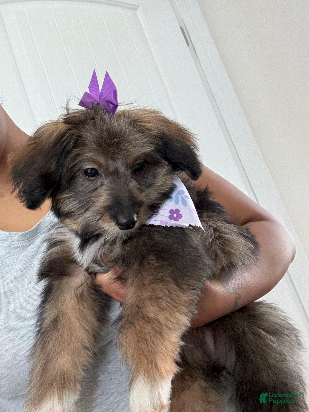 Chipoo dogs for sale: Onyx - Image 1