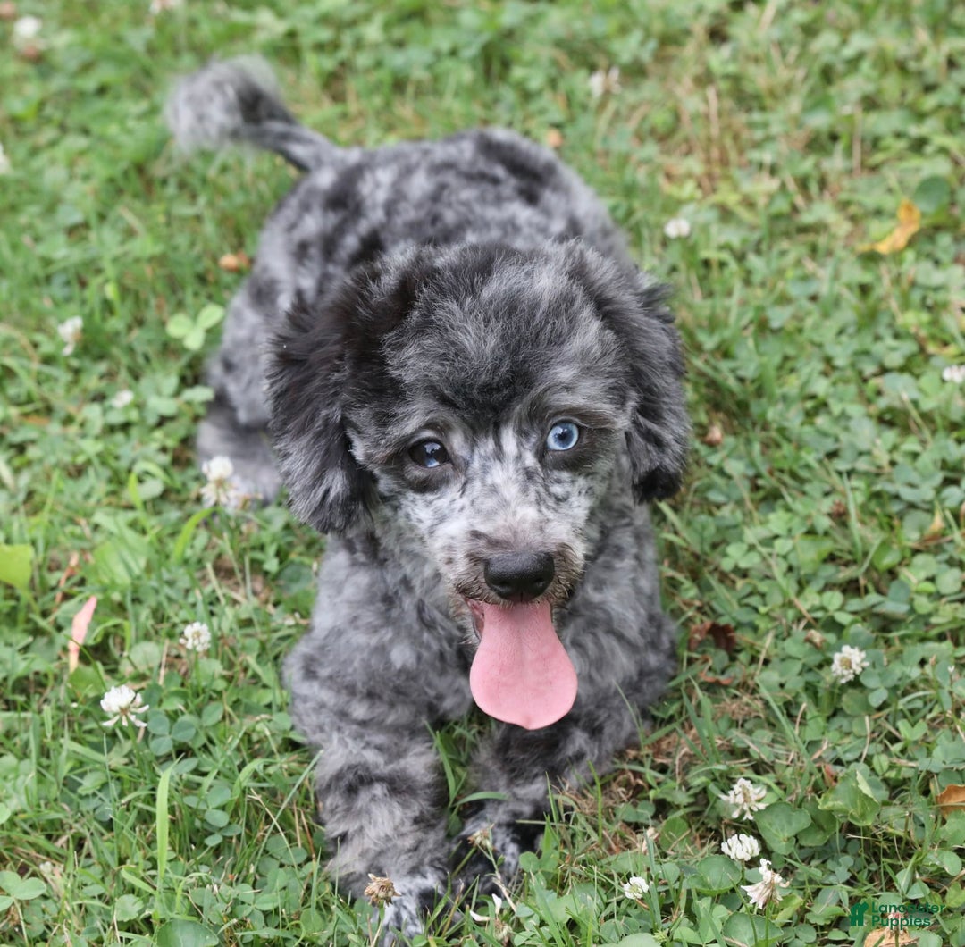 Havapoo dogs for sale: Poppy - Image 9