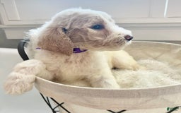 Labradoodle dogs for sale: Rosi - Image 2