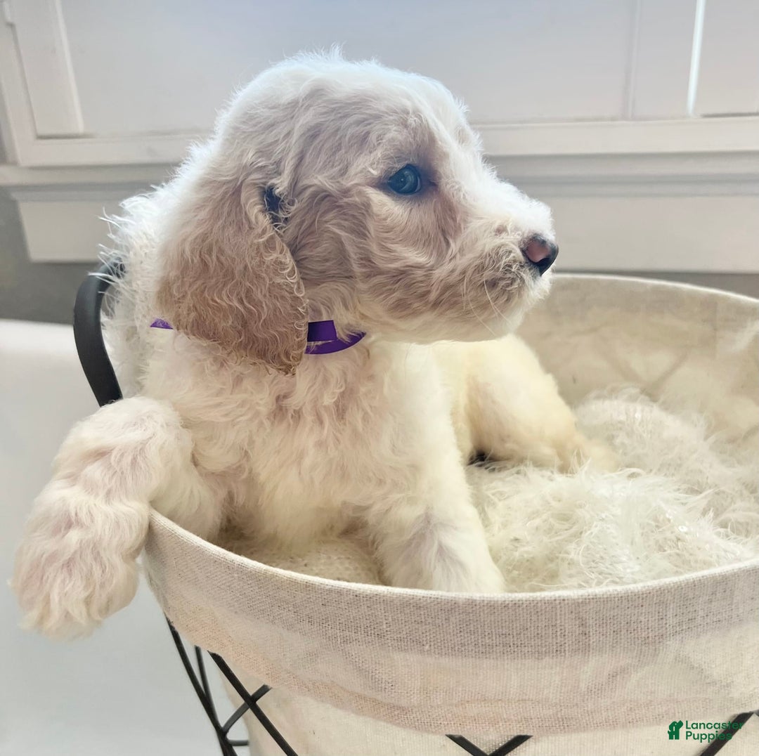 Labradoodle dogs for sale: Rosi - Image 2