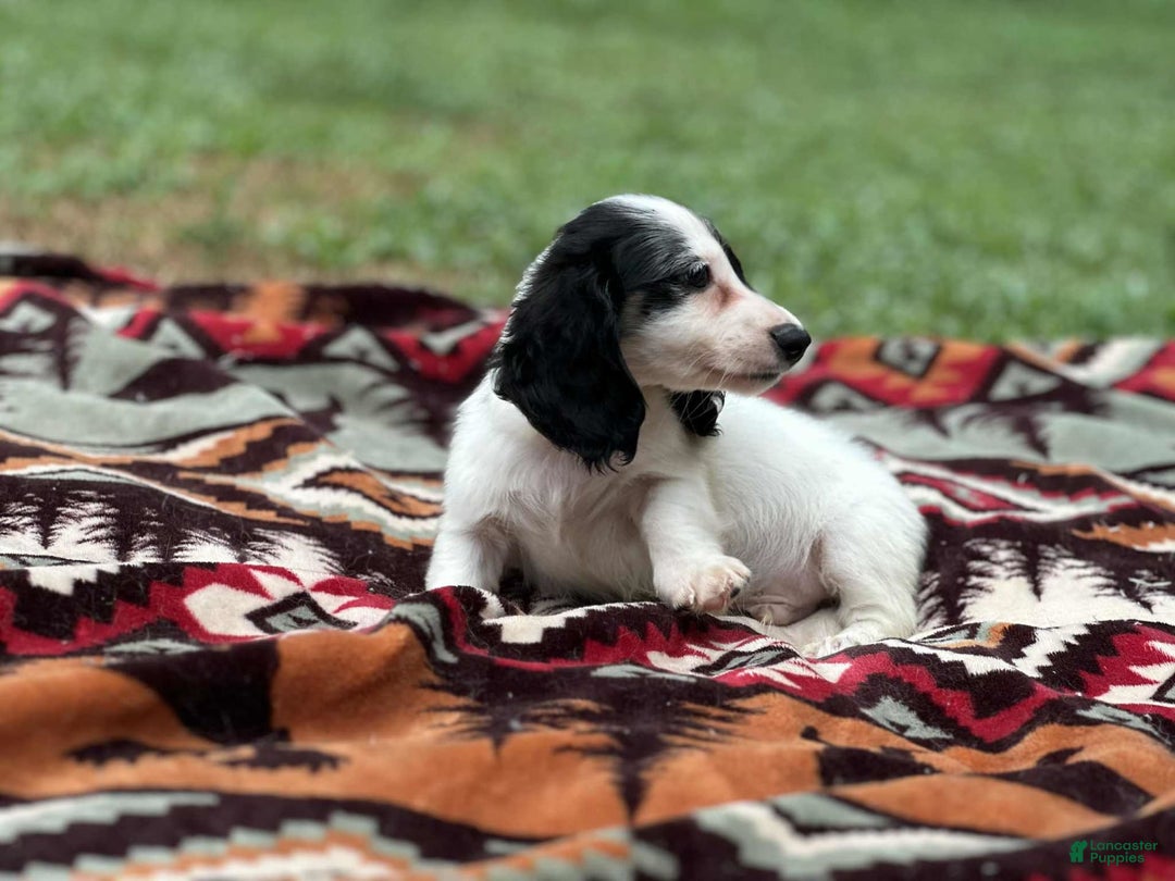 Miniature Dachshund dogs for sale: Half and half - Image 6