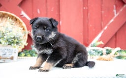 German Shepherd dogs for sale: Scruffy - Image 3