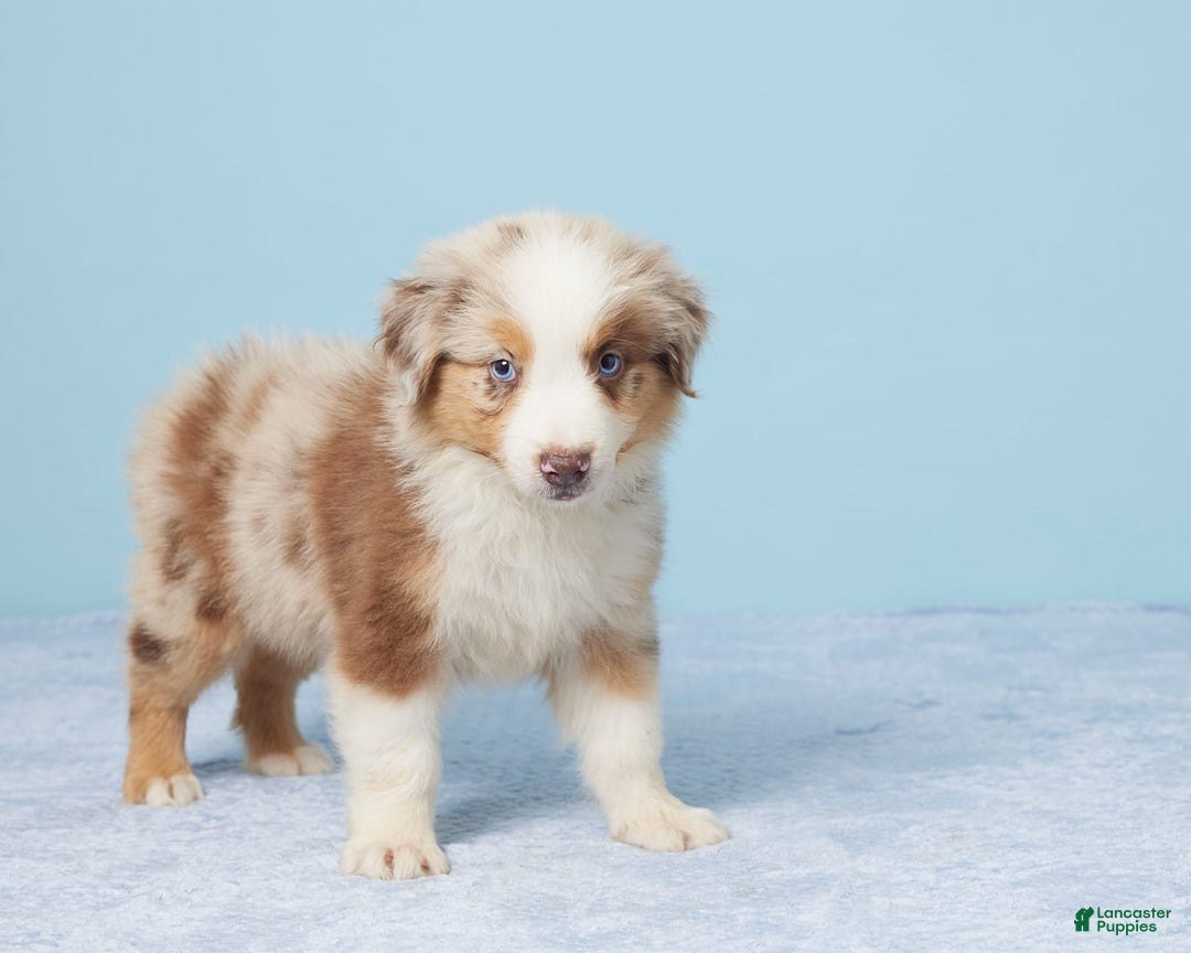 Australian Shepherd dogs for sale: Nova - Image 5