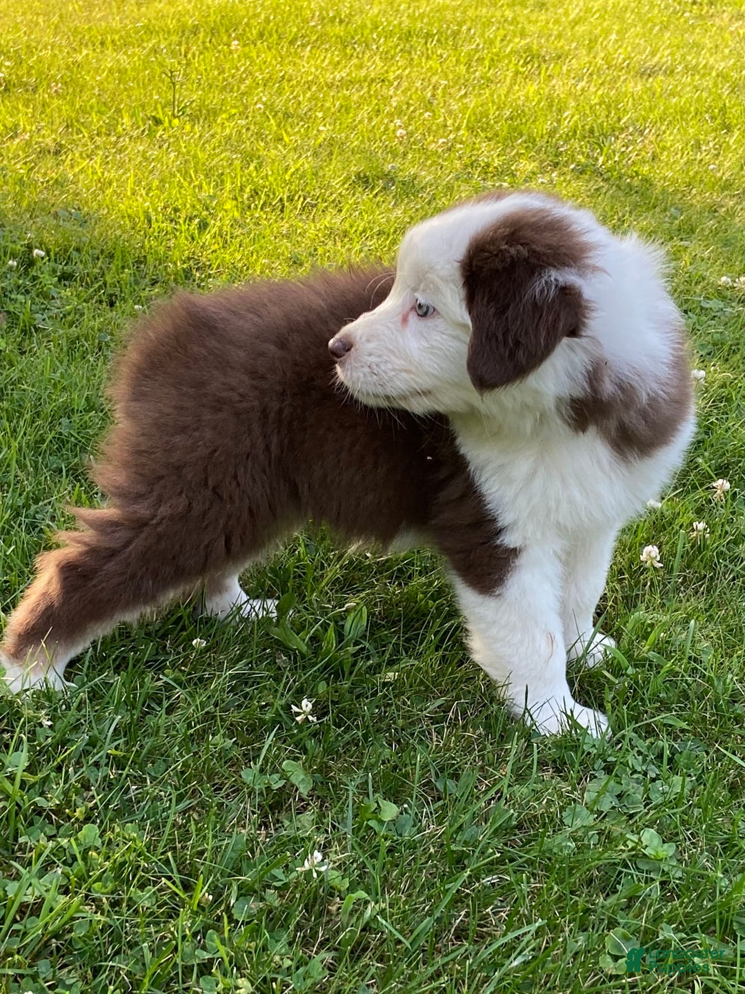 Australian Shepherd dogs for sale: Sami H2 - Image 6
