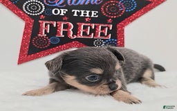 Chihuahua dogs for sale: Liz - Image 3