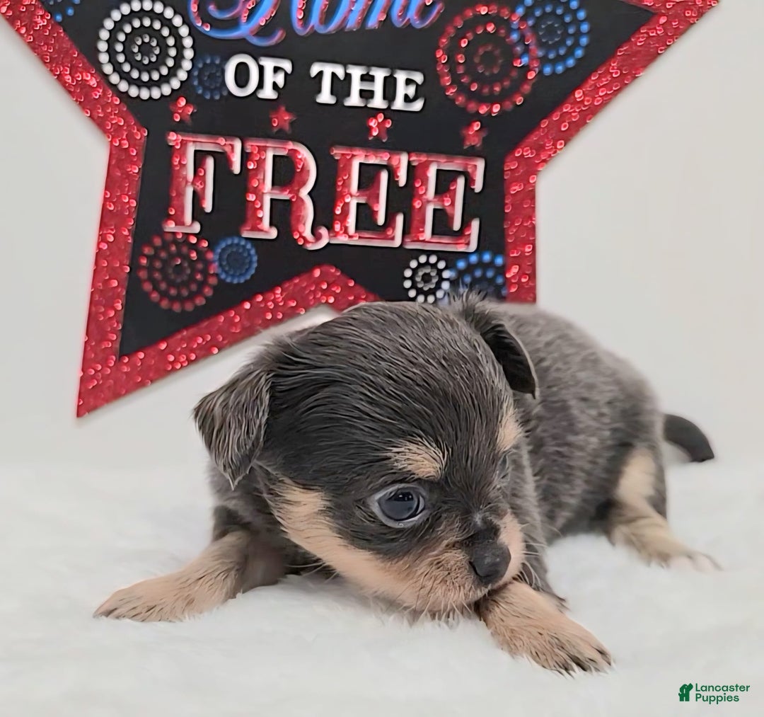 Chihuahua dogs for sale: Liz - Image 3