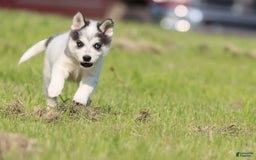 Alaskan Klee Kai dogs for sale: Edge - Image 1