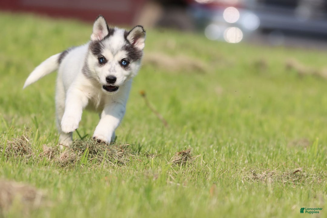 Alaskan Klee Kai dogs for sale: Edge - Image 1