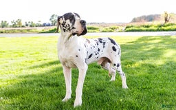 Great Dane dogs for sale: Trever - Image 25
