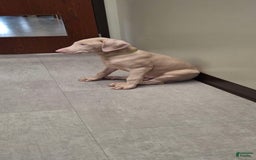 Doberman Pinscher dogs for sale: Spawn - Image 2