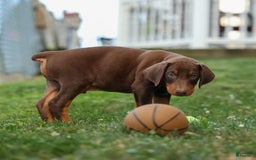 Doberman Pinscher dogs for sale: Doberman Pinscher 3 puppies - Image 5
