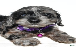 Cockapoo dogs for sale: Willow - Image 5