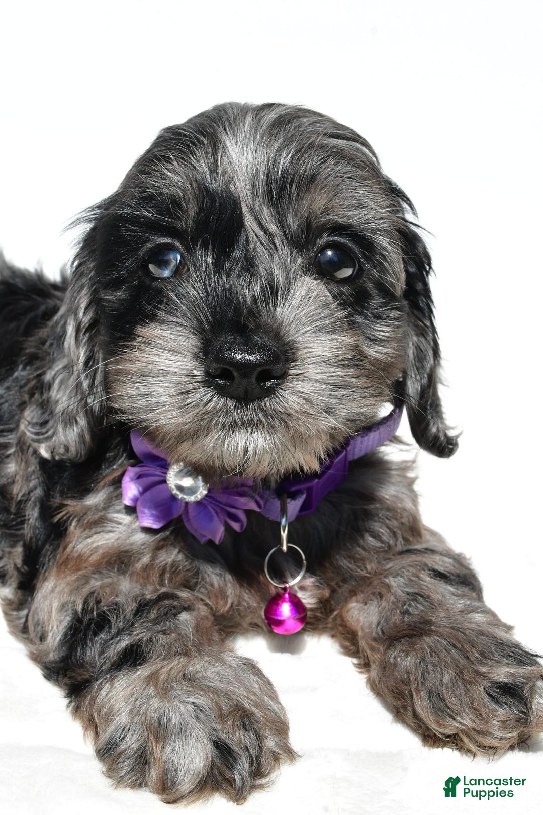 Cockapoo dogs for sale: Willow - Image 5