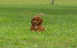Miniature Poodle dogs for sale: Elara - Image 1