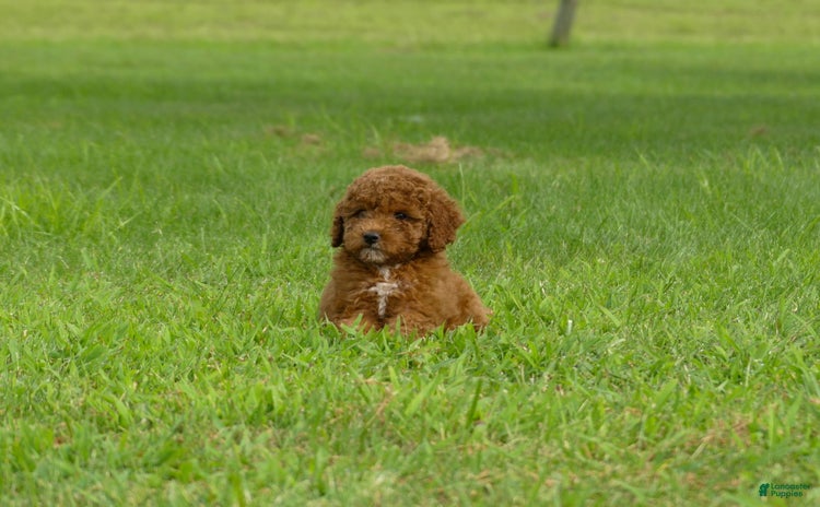 Miniature Poodle dogs for sale - Ad 3