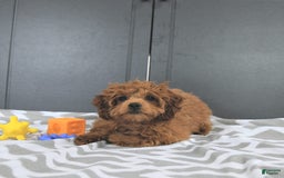 Mini Goldendoodle dogs for sale: Miley - Image 5