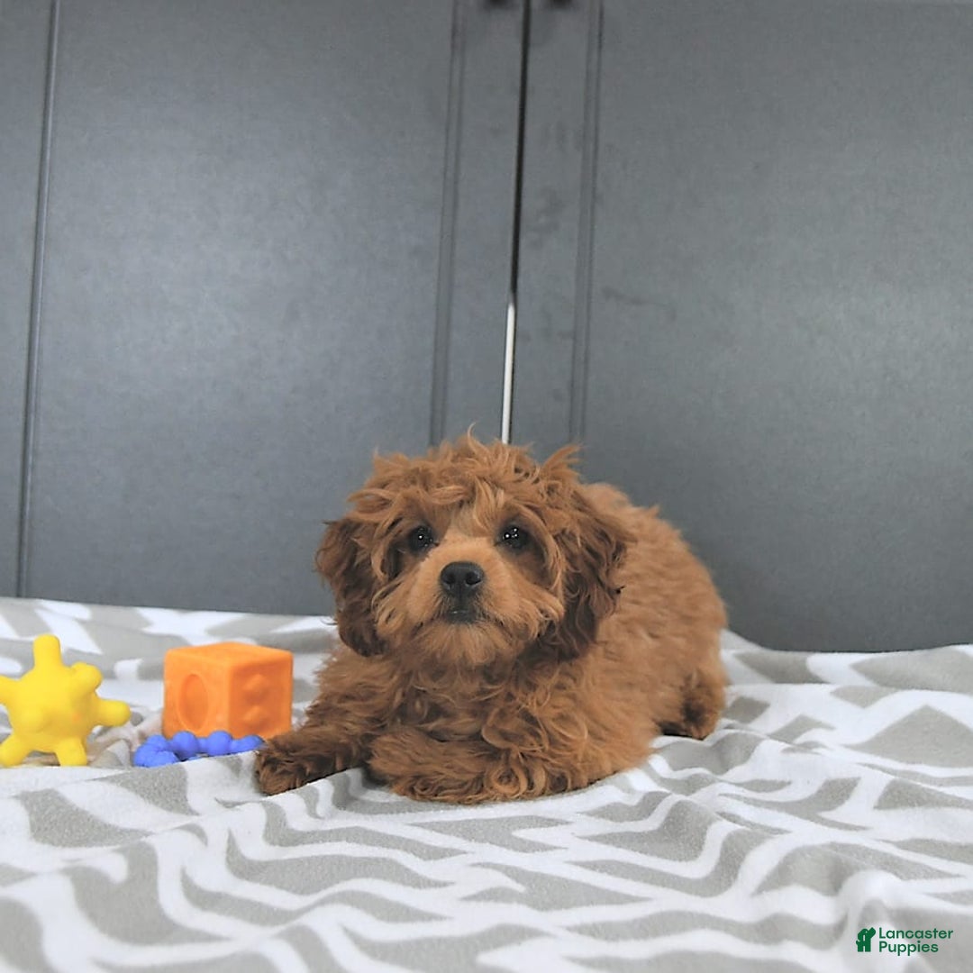 Mini Goldendoodle dogs for sale: Miley - Image 5