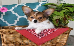 Papillon dogs for sale: Badger - Image 8