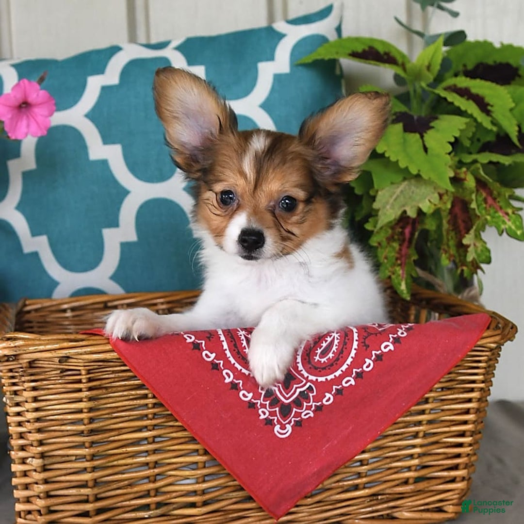 Papillon dogs for sale: Badger - Image 8