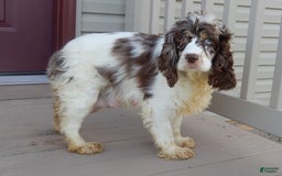 Cockapoo dogs for sale: Rocky - Image 8