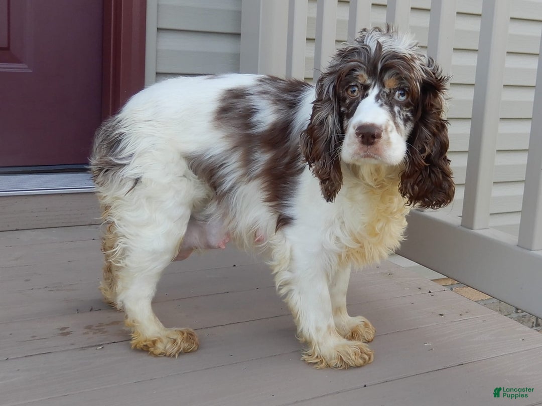 Cockapoo dogs for sale: Rocky - Image 8