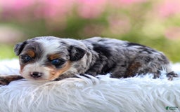 Mini Bernedoodle dogs for sale: Merrick - Image 4