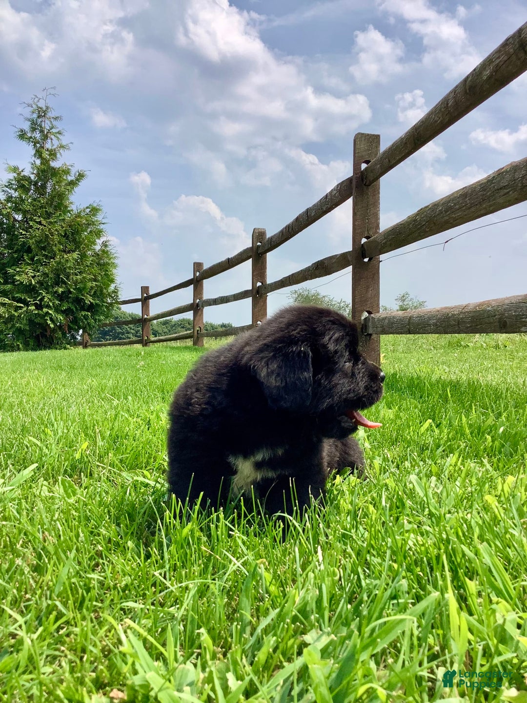 Newfoundland dogs for sale: Dee - Image 5