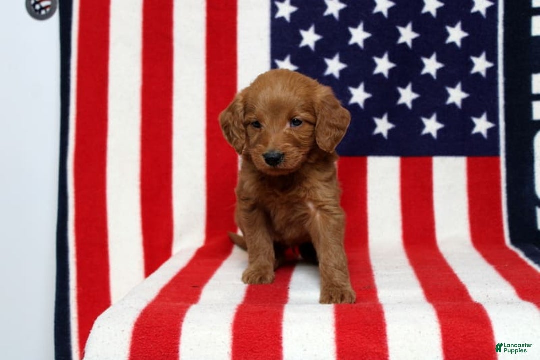 Mini Goldendoodle dogs for sale: Peter - Image 4