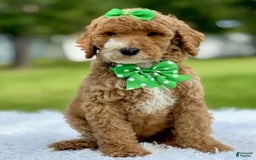 Goldendoodle dogs for sale: Dream - Image 5