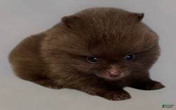 Pomeranian dogs for sale: Twix - Image 15