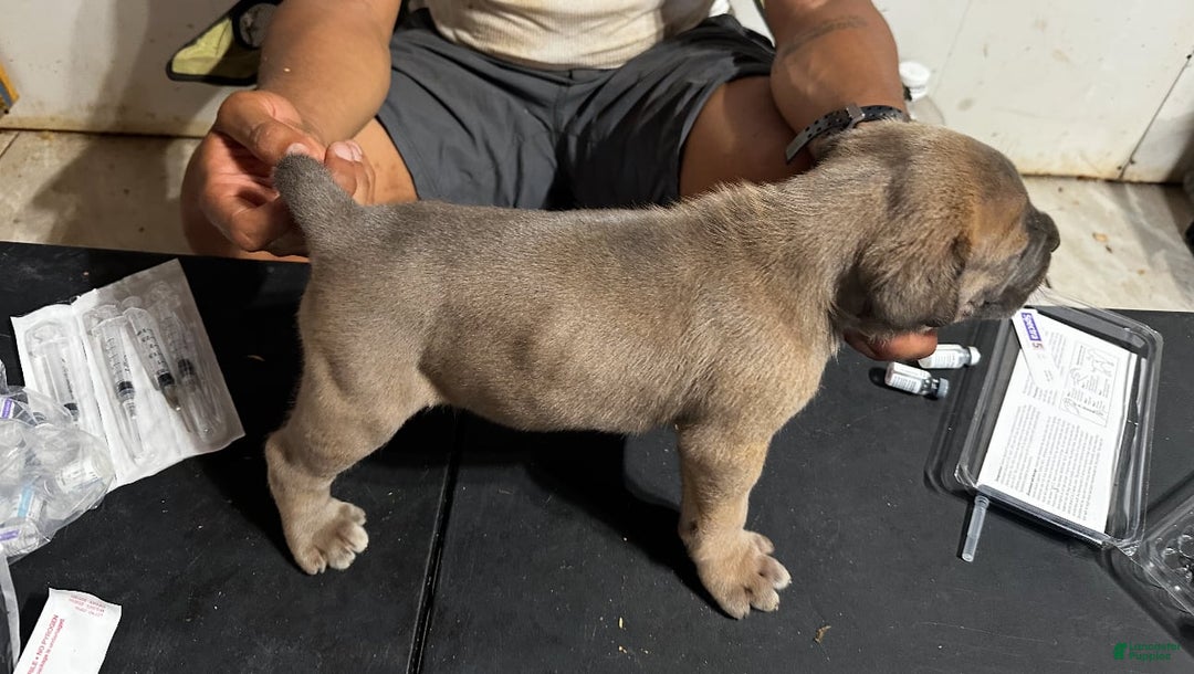 Cane Corso dogs for sale: Cane Corso 3 puppies - Image 1