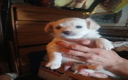 Chihuahua dogs for sale: Fluffy white Puppies - Image 14