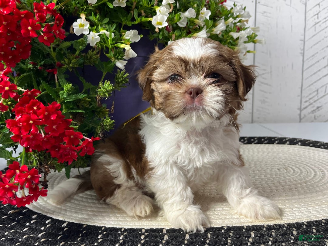 Shih Tzu dogs for sale: Argo - Image 4