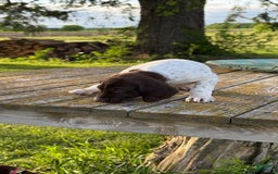 German Shorthaired Pointer dogs for sale: Ozzy - Image 5